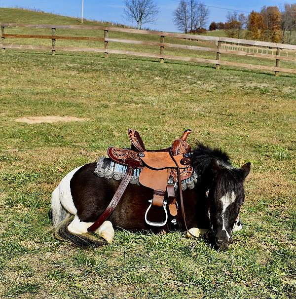 pinto-black-white-horse