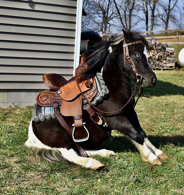 all-around-miniature-horse