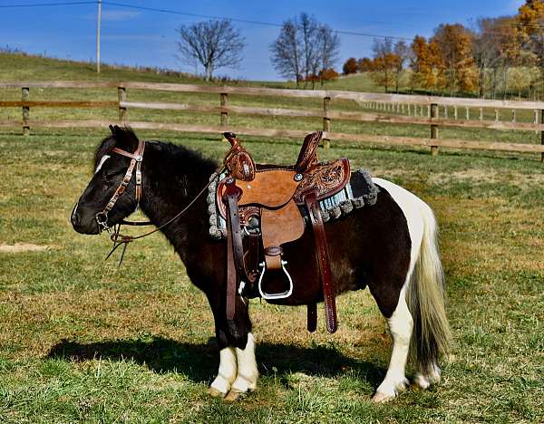 beginner-miniature-horse