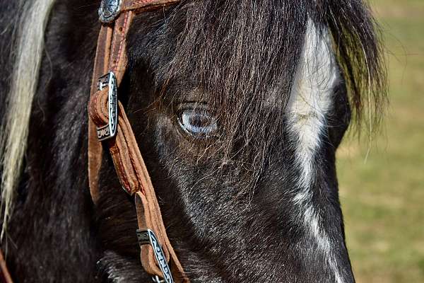 blue-eyed-miniature-horse