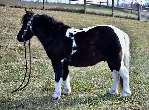 driving-miniature-horse