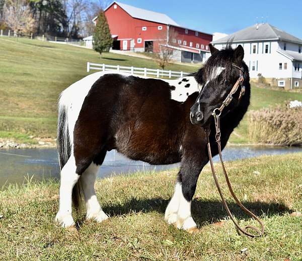 finished-miniature-horse