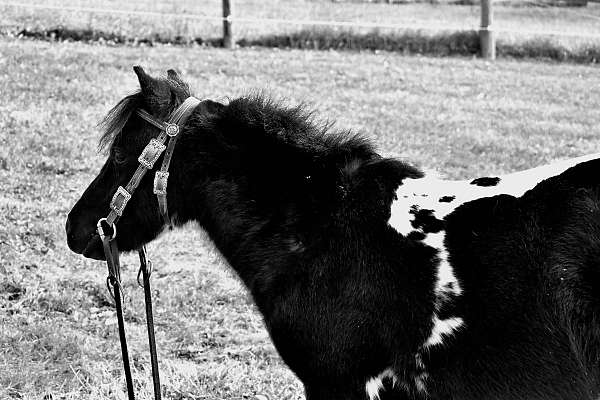 flashy-miniature-horse