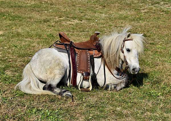 trick-trained-miniature-pony