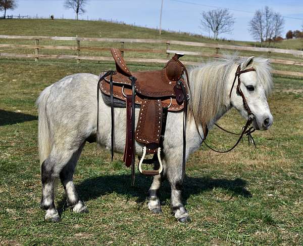 kid-safe-pony-miniature