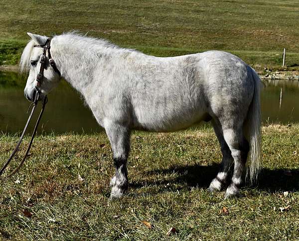 driving-mini-miniature-pony