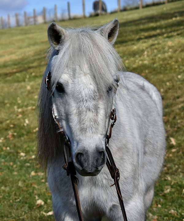 all-around-miniature-pony