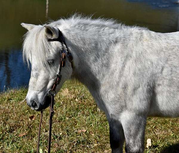 beginner-miniature-pony