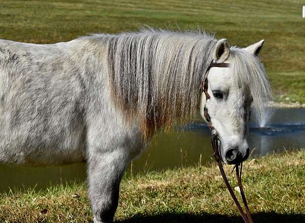 companion-miniature-pony