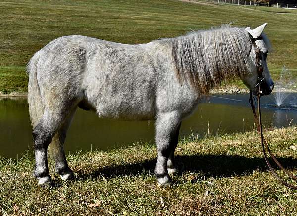 driving-miniature-pony