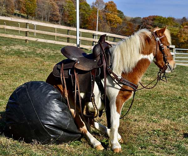 kid-safe-miniature-pony-gelding