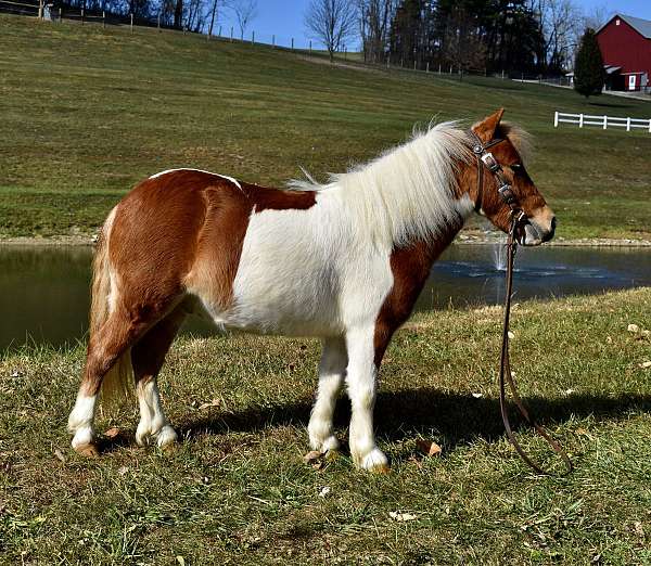 chestnut-white-pony