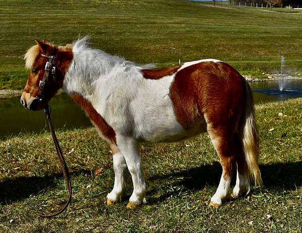 pinto-chestnut-white-pony