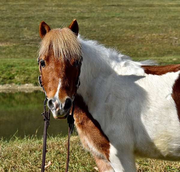 trick-trained-miniature-pony