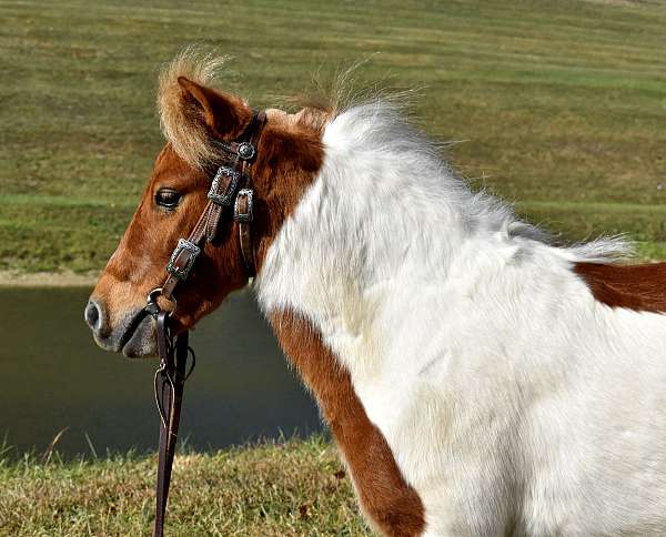 kid-safe-miniature-pony