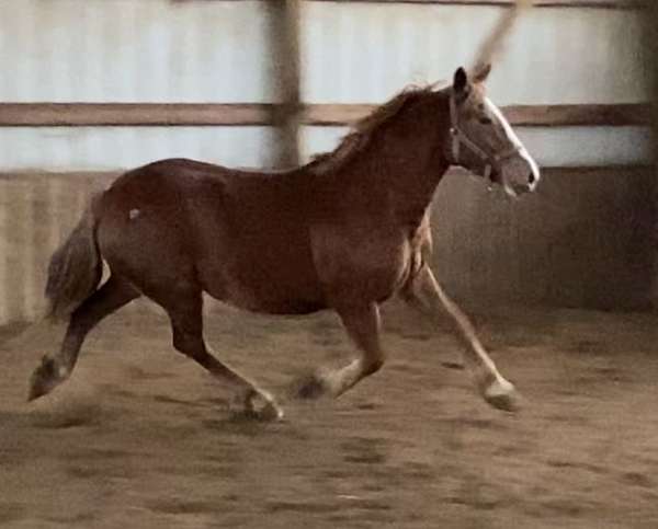 halter-belgian-warmblood-horse