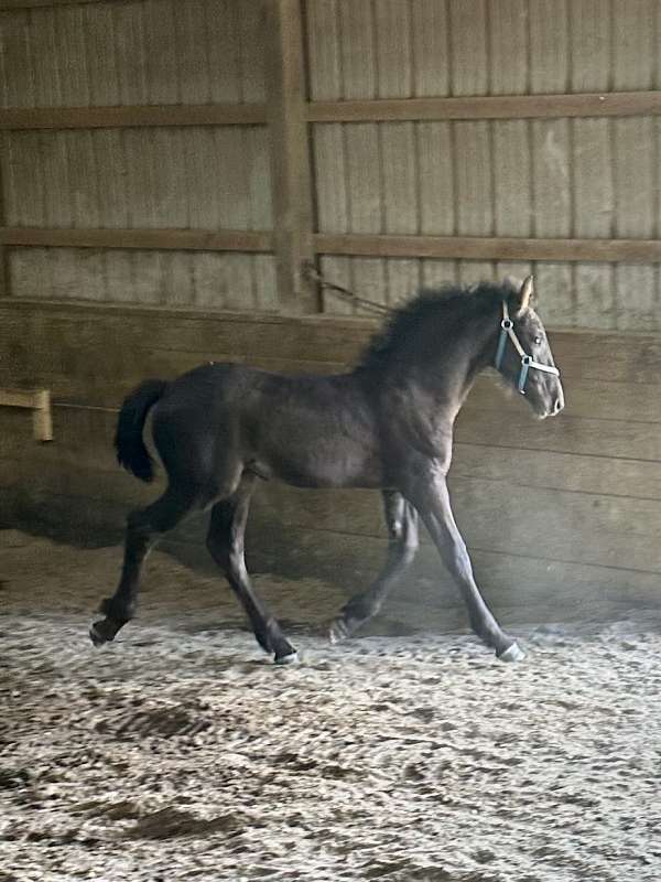 friesian-cross-horse