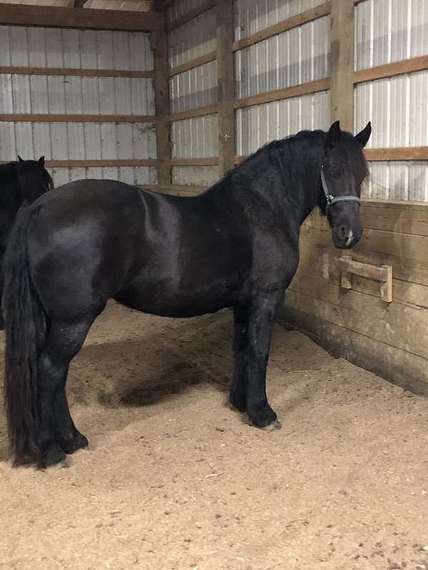 athletic-friesian-horse