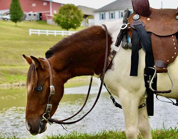 pinto-brown-white-pony