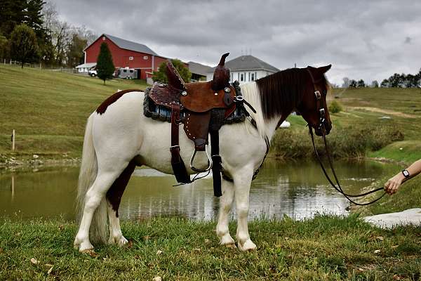 driving-pony-miniature