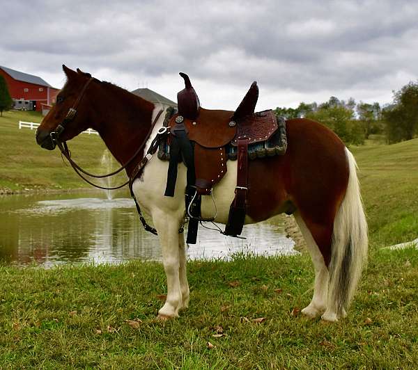 trick-trained-miniature-pony