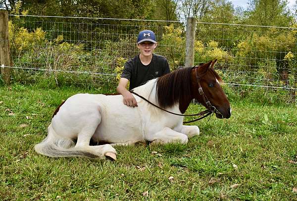 all-around-miniature-pony