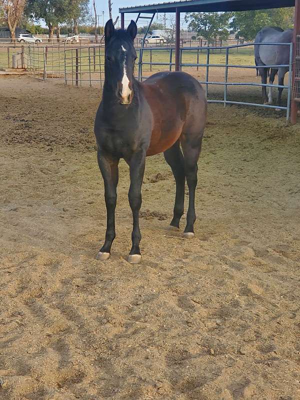 bay-dun-colt-mare-for-sale