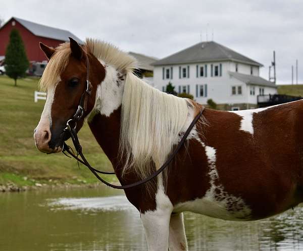 driving-pony-mini-miniature-pony