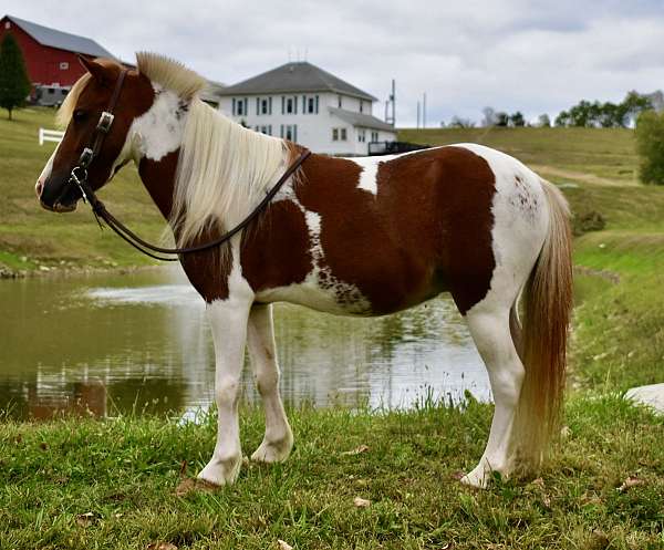 driving-pony-mini-pony