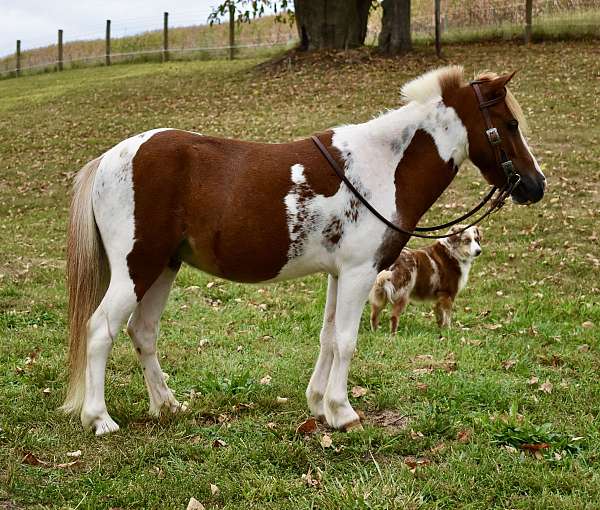 driving-pony-mini-gelding