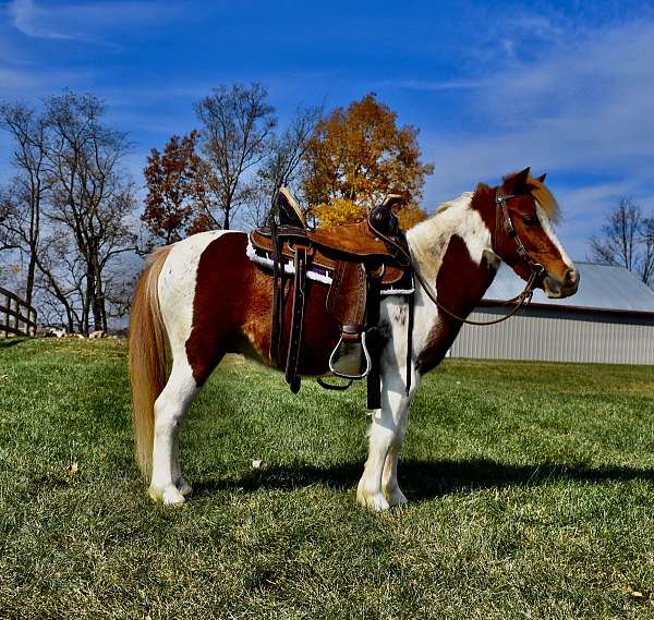 pinto-wcmhr-pony