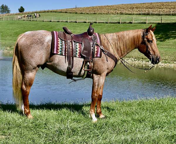 trail-horse-quarter