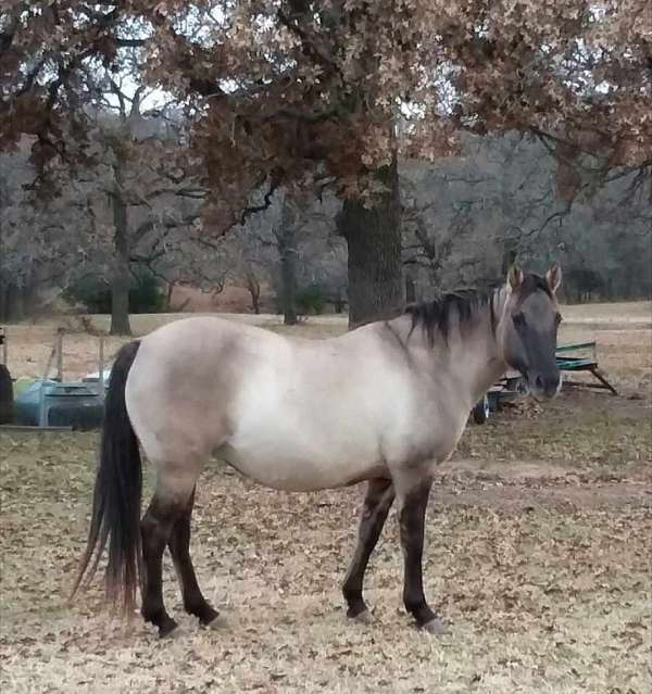 grulla-roan-quarter-horse-mare