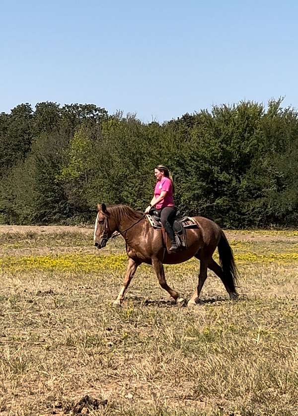 chestnut-all-around-horse