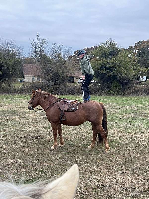 chestnut-all-around-horse