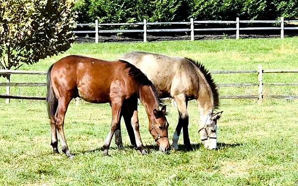 western-dressage-crossbred-pony