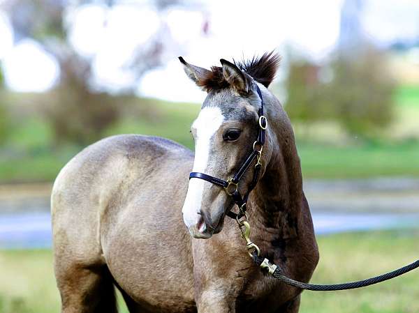 buckskin-crossbred-pony-colt