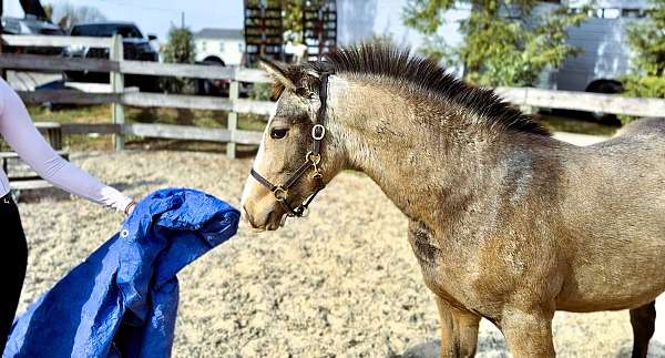 15-hand-crossbred-pony-colt