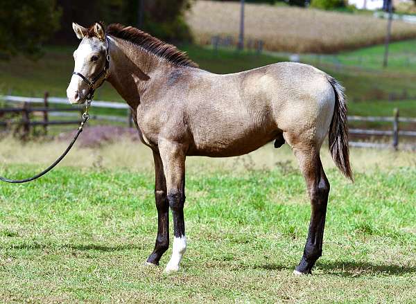 buckskin-crossbred-pony-for-sale