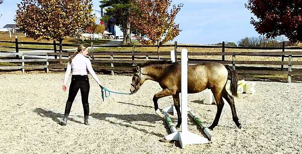 15-hand-crossbred-pony