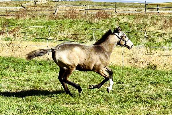 buckskin-see-pics-horse