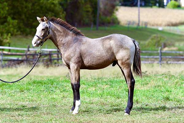 flashy-crossbred-pony