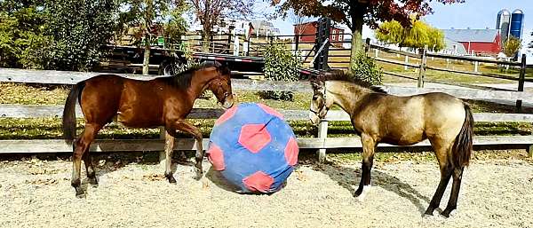 family-crossbred-pony