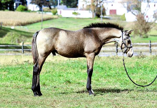 trail-crossbred-pony