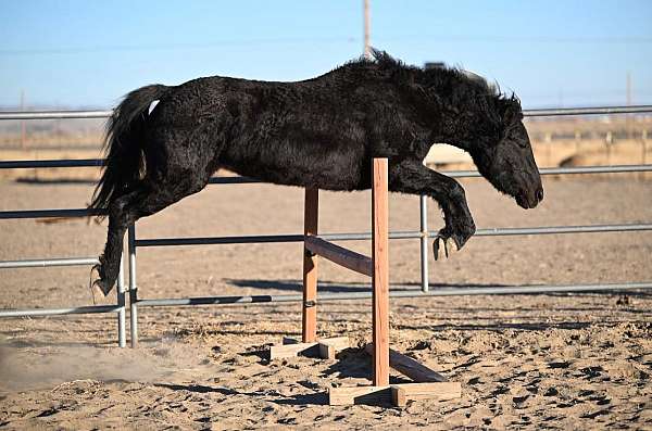 curly-horse-bashkir