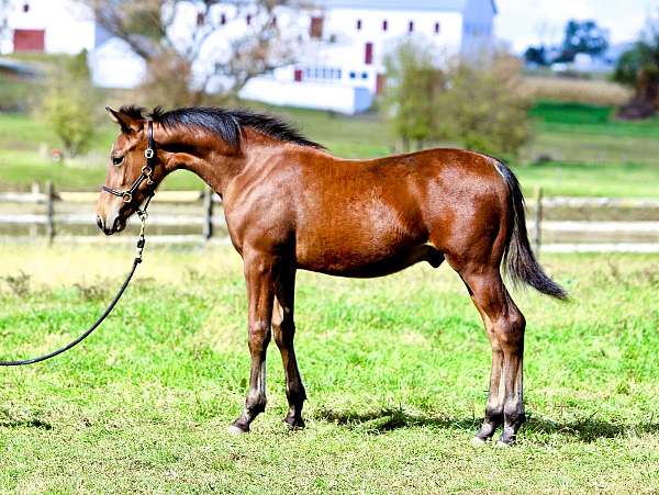 bay-see-pics-horse