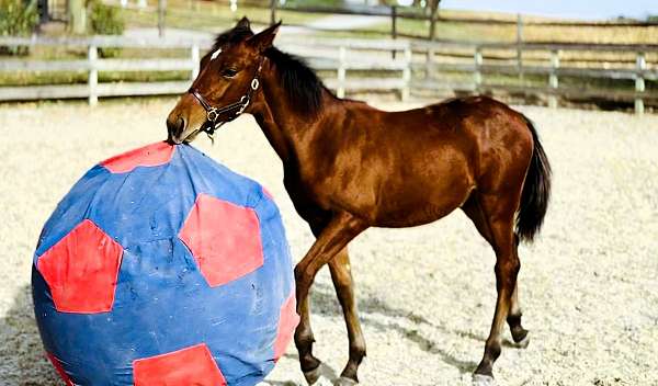 flashy-morgan-horse