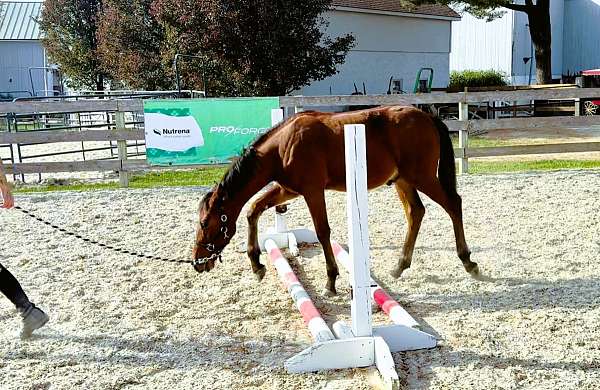 family-morgan-horse