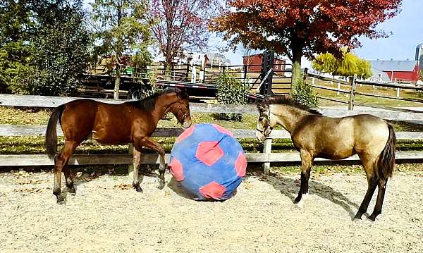 trail-morgan-horse