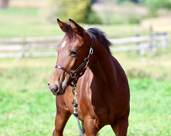 all-around-morgan-horse